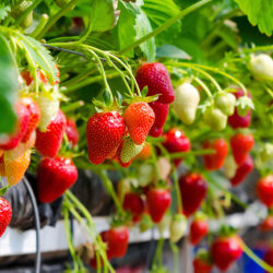 strawberries - deposit photos